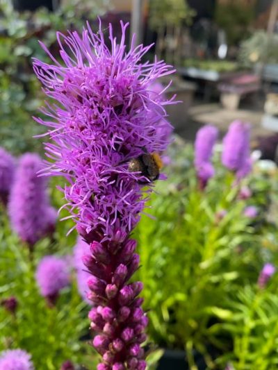 Gartencenter-Tuingroen-Stadskanaal-Gartenpflanzen-Sommerblüher-Stauden-Bäume-Sträucher-Büsche