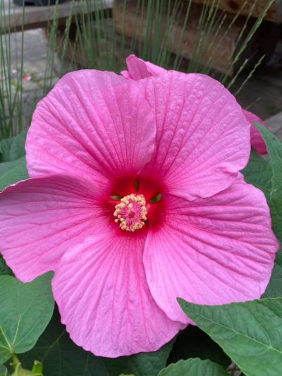 Gartencenter-Tuingroen-Stadskanaal-Gartenpflanzen-Sommerblüher-Stauden-Bäume-Sträucher-Büsche