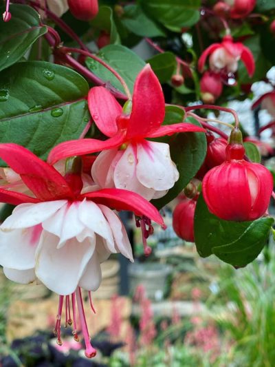 Gartencenter-Tuingroen-Stadskanaal-Gartenpflanzen-Sommerblüher-Stauden-Bäume-Sträucher-Büsche