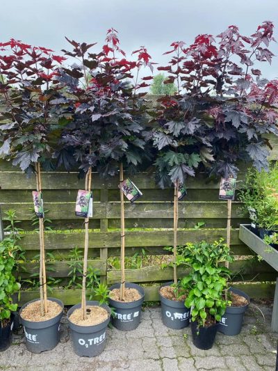 Gartencenter-Tuingroen-Stadskanaal-Gartenpflanzen-Sommerblüher-Stauden-Bäume-Sträucher-Büsche