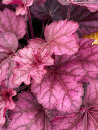 Gartencenter-Tuingroen-Stadskanaal-Gartenpflanzen-Sommerblüher-Stauden-Bäume-Sträucher-Büsche