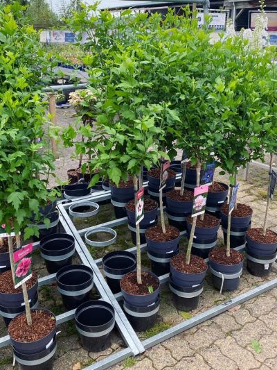 Gartencenter-Tuingroen-Stadskanaal-Gartenpflanzen-Sommerblüher-Stauden-Bäume-Sträucher-Büsche