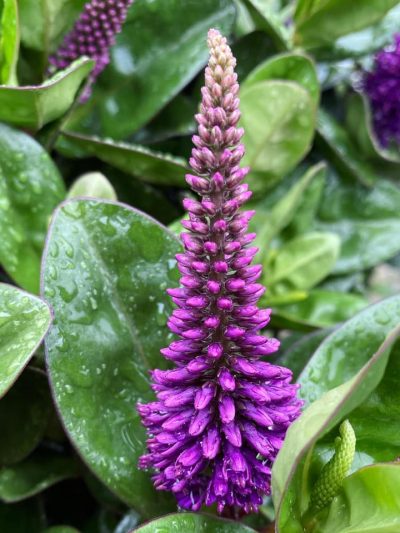 Gartencenter-Tuingroen-Stadskanaal-Gartenpflanzen-Sommerblüher-Stauden-Bäume-Sträucher-Büsche