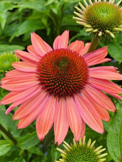 Gartencenter-Tuingroen-Stadskanaal-Gartenpflanzen-Sommerblüher-Stauden-Bäume-Sträucher-Büsche