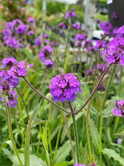 Gartencenter-Tuingroen-Stadskanaal-Gartenpflanzen-Sommerblüher-Stauden-Bäume-Sträucher-Büsche