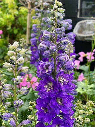 Gartencenter-Tuingroen-Stadskanaal-Gartenpflanzen-Sommerblüher-Stauden-Bäume-Sträucher-Büsche