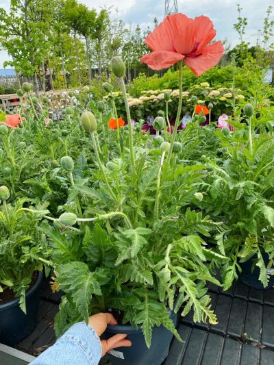 Gartencenter-Tuingroen-Stadskanaal-Gartenpflanzen-Sommerblüher-Stauden-Bäume-Sträucher-Büsche