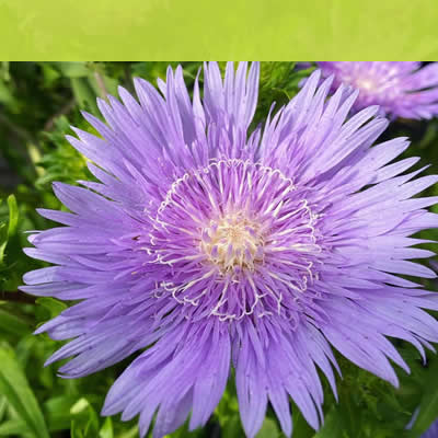 Gartencenter-Tuingroen-Stadskanaal-Gartenpflanzen-Sommerblüher-Stauden-Bäume-Sträucher-Büsche