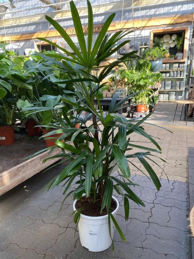 xl-kamerplanten-tuingroen-stadskanaal-1