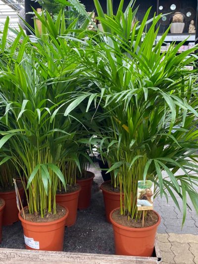 xl-kamerplanten-tuingroen-stadskanaal-2