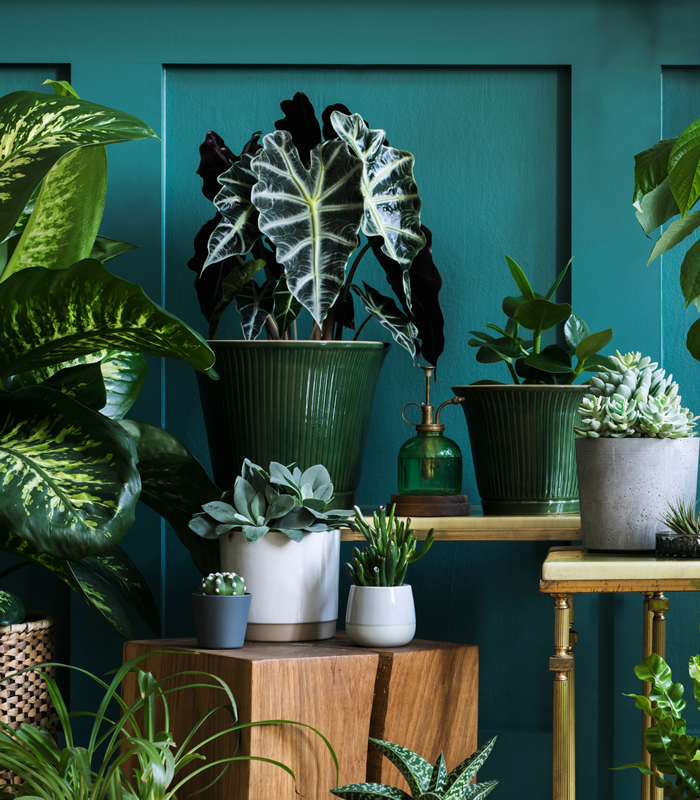 Gartencenter-Gartengrün-stadskanaal-Zimmerpflanzen-Grünpflanzen